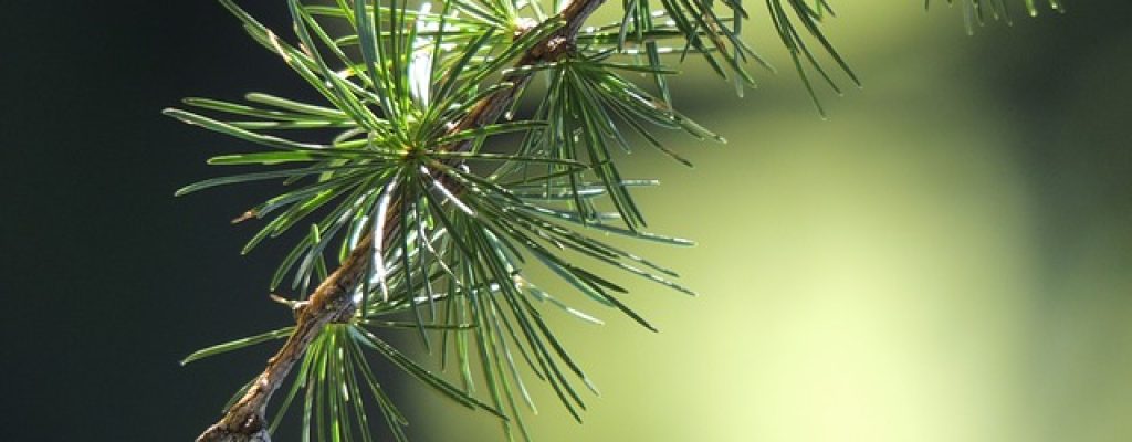 larch-56567_640