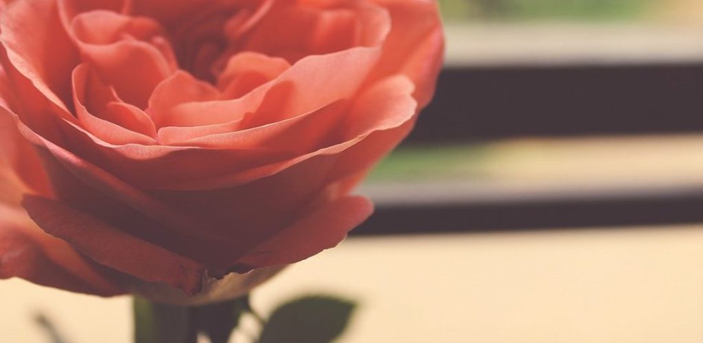rose-1209928_1280-940x853