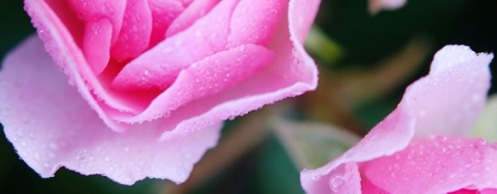 roses-22802_1920-940x1285