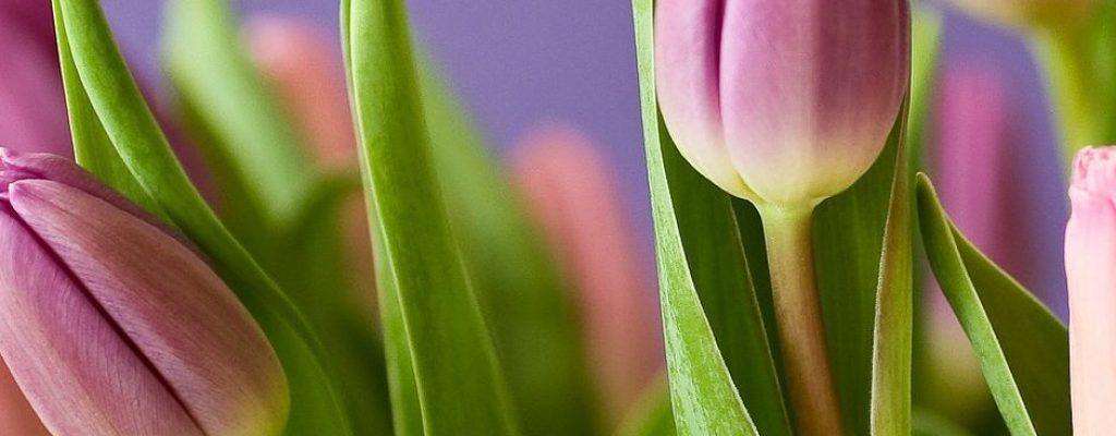 tulips-320151_1920-940x1385